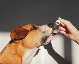 Doobie Scoobs pure CBD oil